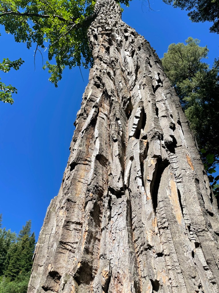 I thought this picture was perfect for Stand Alones. I found this tree in East Glacier Park. I loved it because of the pattern on the trunk. Gorgeous.