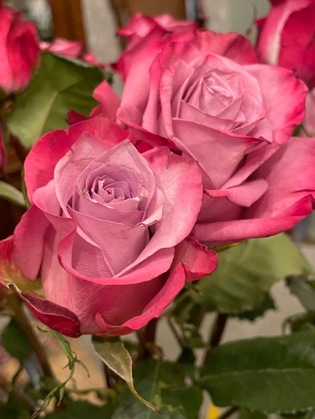 "A rose by any other name would smell as sweet."