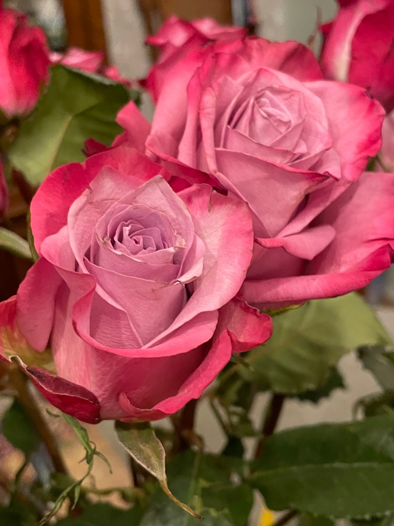 "A rose by any other name would smell as sweet."